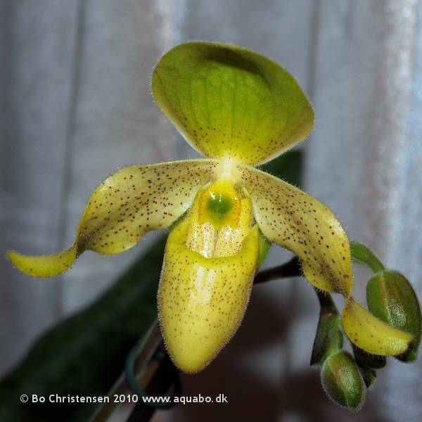 Image: Paphiopedilum primulinum x concolor