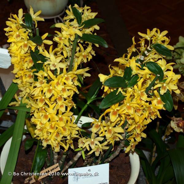 Image: Dendrobium nobile var. unicum