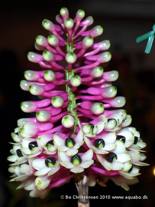Image: Dendrobium smillieae