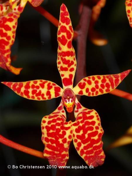 Image: Renanthera monachica