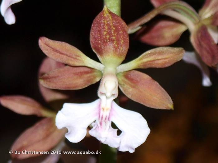 Image: Calanthe discolor