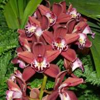 Click to see large image: Cymbidium "Alice W. Eevland" x devonianum