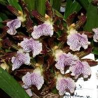 Click to see large image: Zygopetalum spp.