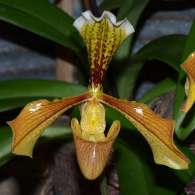 Click to see large image: Paphiopedilum "Salleria"