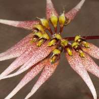 Click to see large image: Bulbophyllum makoyanum