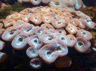 Click to see large image: Candy Cane Coral