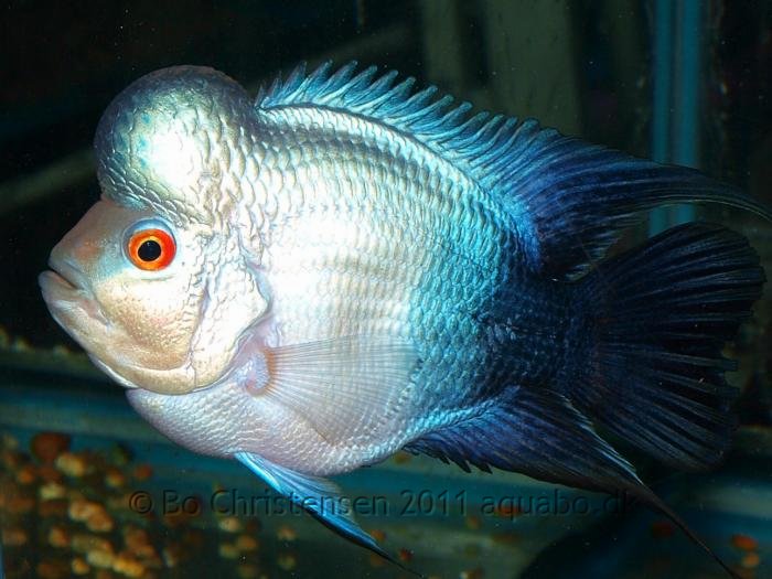 Image: Blue Flowerhorn