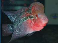 Click to see large image: Flowerhorn