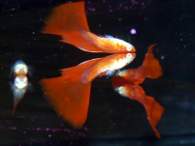 Click to see large image: Poecilia reticulata