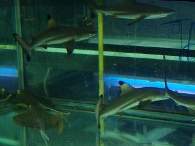 Click to see large image: Sharks