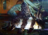 Click to see large image: Myxocyprinus asiaticus