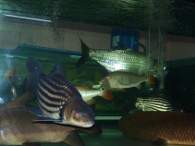 Click to see large image: Big fish