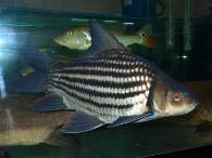 Click to see large image: Catlocarpio siamensis