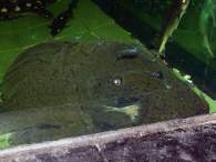 Click to see large image: Panaque sp.