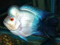 Click to see large image: Blue Flowerhorn