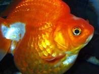 Click to see large image: Carassius auratus auratus