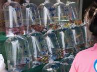 Click to see large image: Malawi cichlids