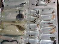 Click to see large image: Rays, puffers, eels and catfish
