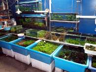 Click to see large image: A small plant shop
