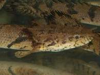 Click to see large image: Polypterus sp.