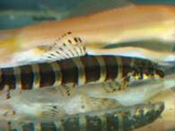 Click to see large image: Schistura sp.