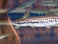 Click to see large image: Lepisosteus sp.