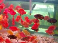 Click to see large image: Blod parrots and Astronotus ocellatus
