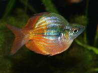 Click to see large image: Rainbow fish