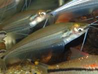 Click to see large image: Ompok eugeneiatus