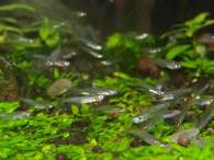 Click to see large image: Oryzias mekongensis