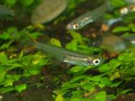 Click to see large image: Oryzias mekongensis