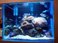 Click to see large image: Saltwater tank