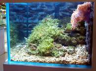 Click to see large image: Saltwater tank