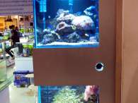 Click to see large image: Saltwater tanks