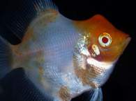 Click to see large image: Angelfish