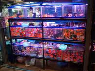 Click to see large image: Fancy Goldfish