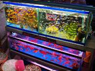 Click to see large image: Barbs, Cichlids and Goldfish