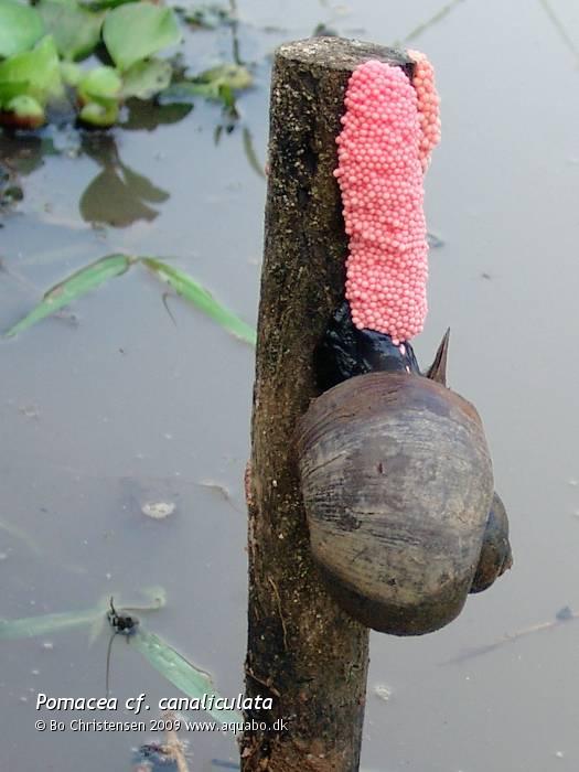 Image: Pomacea cf. canaliculata - Depositing eggs. Apple snail photographed in my pond in Thailand.