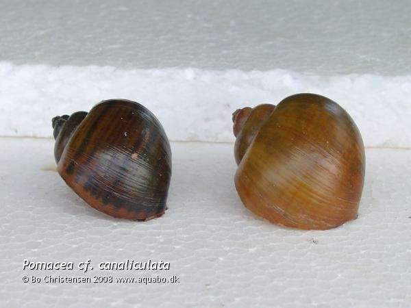 Image: Pomacea cf. canaliculata - Apple snail shells. Brown and yellow.