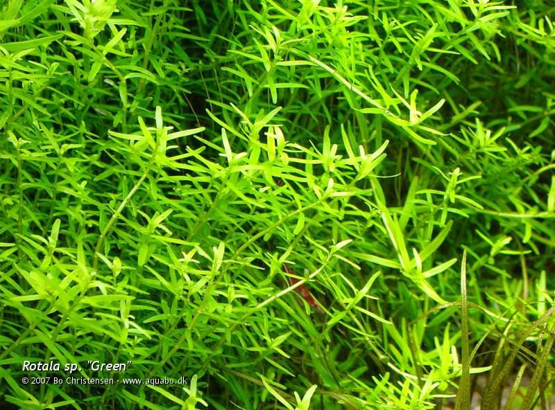 Image: Rotala sp. "Green" - 