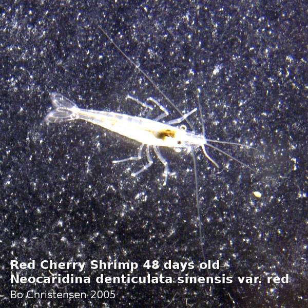 Image: Neocaridina denticulata sinensis "Red" - 48 days old. Male.