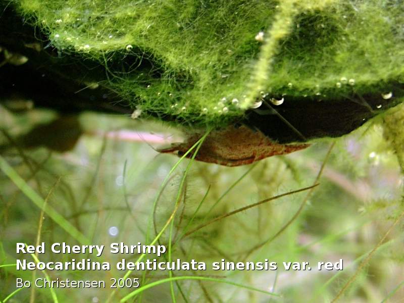 Image: Neocaridina denticulata sinensis "Red" - 
