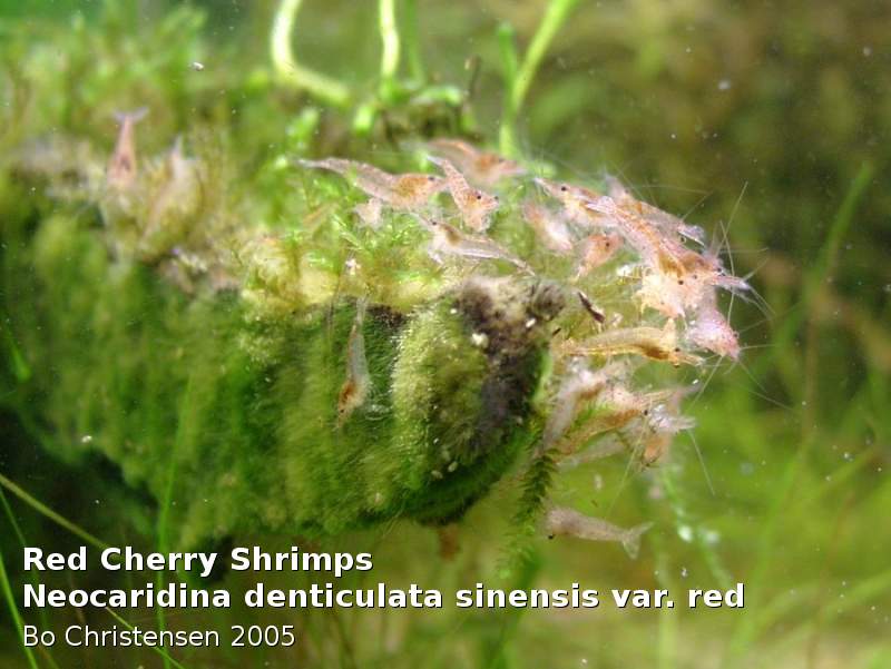 Image: Neocaridina denticulata sinensis "Red" - 