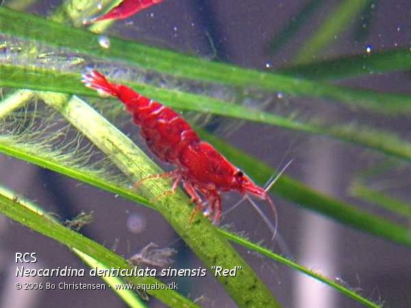 Image: Neocaridina denticulata sinensis "Red" - Solid red female