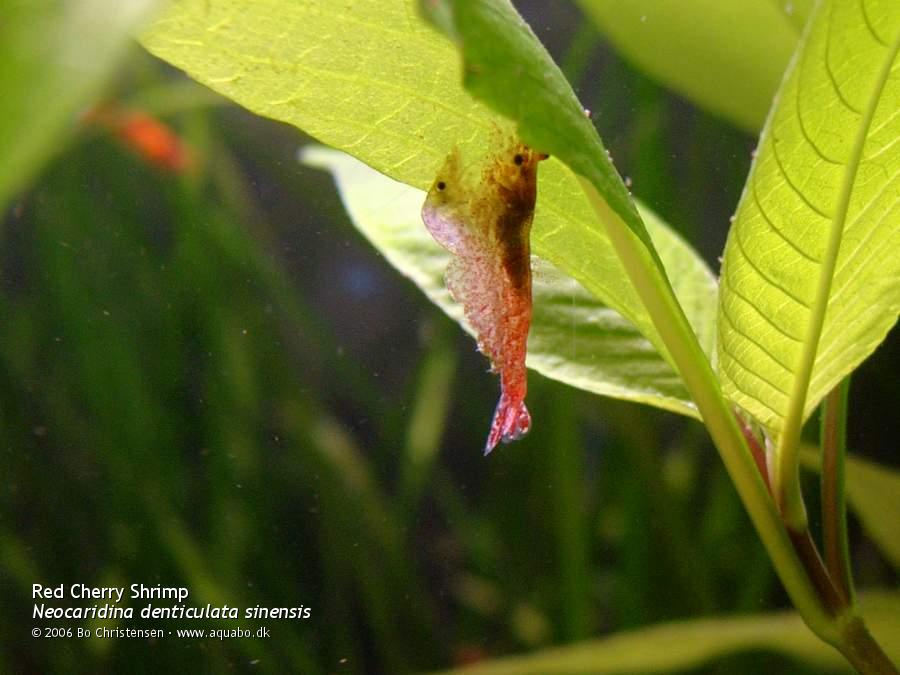 Image: Neocaridina denticulata sinensis "Red" - Mating. The male is transferring the spermpack to the female.