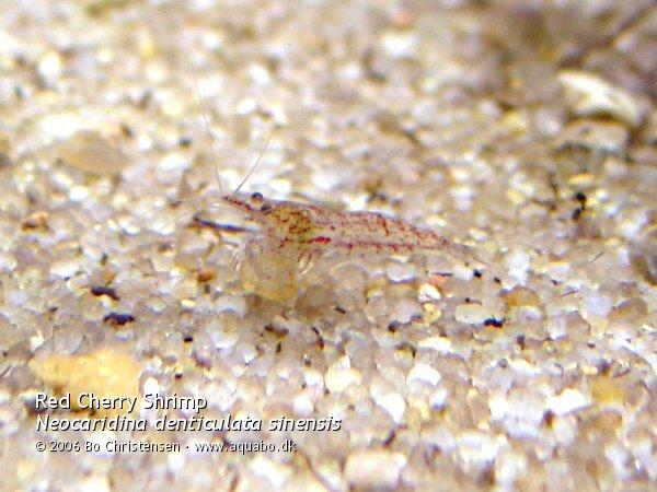 Image: Neocaridina denticulata sinensis "Red" - Young male