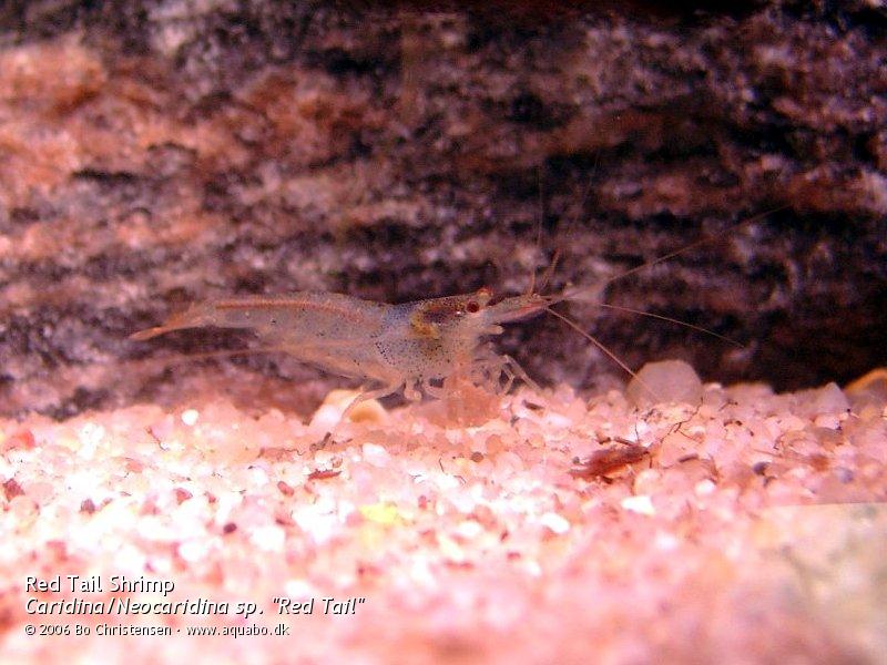Image: Caridina sp. "Red Tail" - Male. Has a small amount of blue pigmentation.