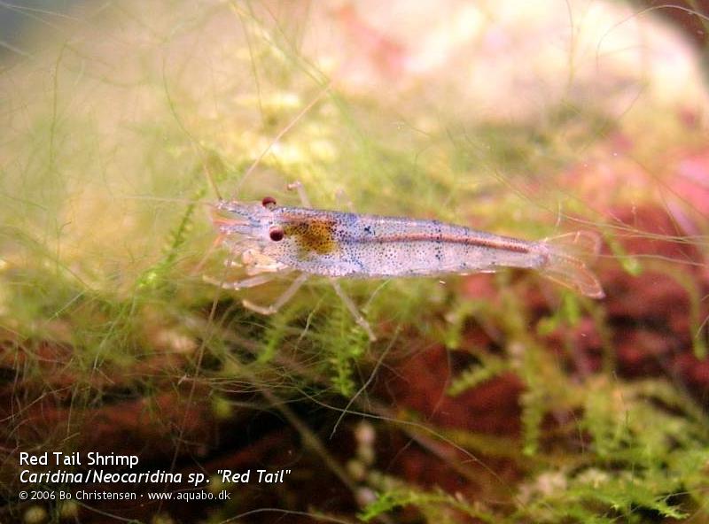 Image: Caridina sp. "Red Tail" - 