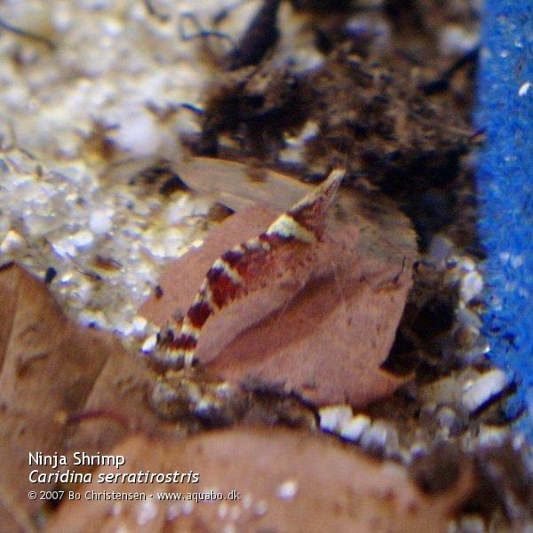 Image: Caridina serratirostris - 
