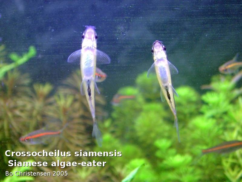 Image: Crossocheilus siamensis - 